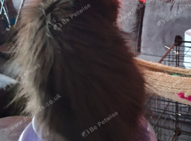 Pedigree Maine Coon boy in Manchester
