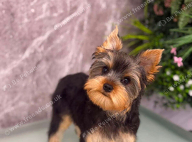 Yorkshire Terrier