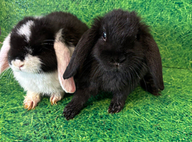 Dwarf lop and lion head babies