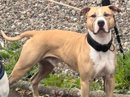 DOG FOR STUD