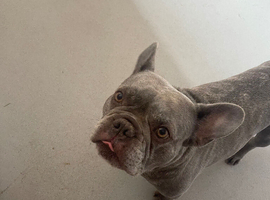 7 year old male French bulldog