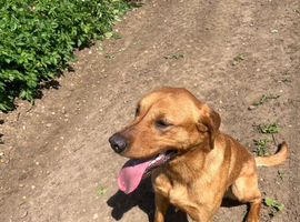 Labrador retriever