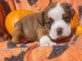 Beautiful old tyme English Bulldog pup
