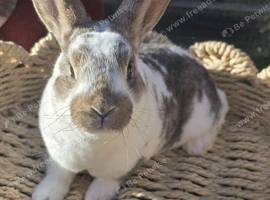 3 Mini Rex Kits to RESERVE