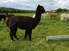 A group of three pretty, easy to handle, female alpacas