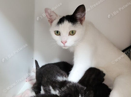 Gorgeous Fluffy Black & White Kittens
