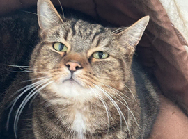 Adult tabby cat looking for new home