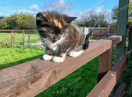 Ginger boy and tortoishell girl kittens