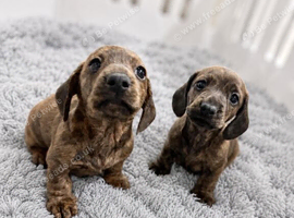 Stunning Red Brindle Dachshunds (mini)