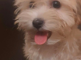 Bichon havaneze