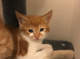 Two ginger kittens for sale