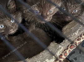 3 female kittens ready 14th September