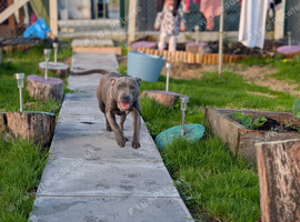6-Month-Old Staffy Looking for a Loving Forever Home