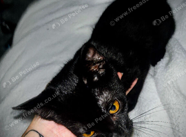 Maine coon x kitten and a Bombay kitten for sale