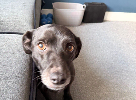 Lily 8yr old mixed breed