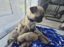 Pug puppies