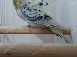 Female Texas Clearbody Hagaromo Budgie