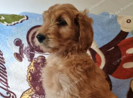 LAST GIRL! LAST BOY! Goldendoodle Puppies F2b