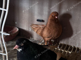 Breeding pair of American domestic showflights