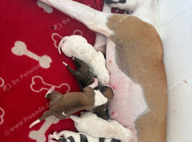 Whippet cross pups