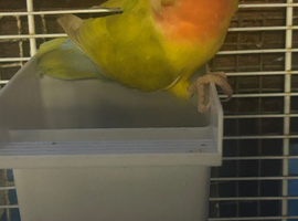Love bird