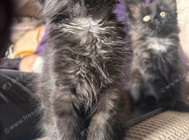 2 girl kittens need gone