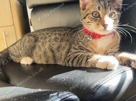 17 week old tabby
