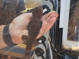 4 month old Tokay