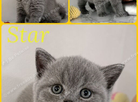 Gorgeous British Shorthair Kittens - BSH - GCCF