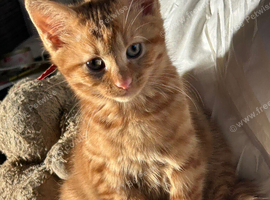 Adorable kitten