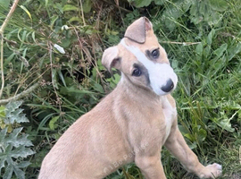 Lurcher bitch