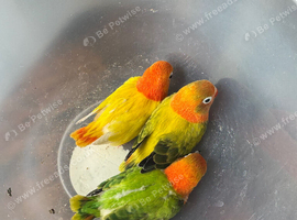 Love birds available ino mutations, split blues and many more