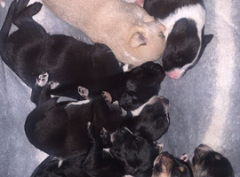 whippet x German/whippet puppies