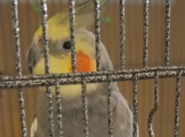 Cheeky Male Cockatiel for sale with cage