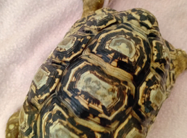 Male leopard tortiose
