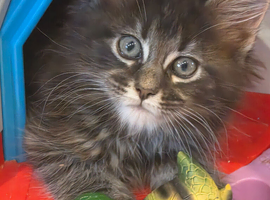 Maine Coon kittens 2 left. Ready Now