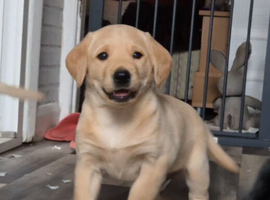 Beautiful labradoodle puppies