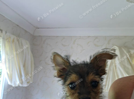 Jack russel x yorkshire terrier