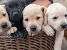 Advanced trained Labradors