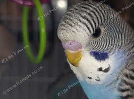 Baby budgies looking for their forever homes