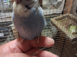 Baby Budgie