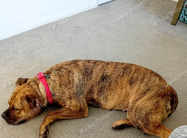 Presa de canario x American staffy