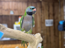 Derbyan parrot