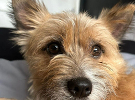 Alfie looking for a loving home.