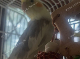 Silly tame cockatiel