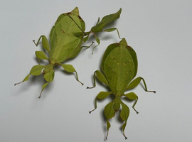 Trio of adult Colourful leaf insects (Phyllium letiranti "Tataba") plus free eggs