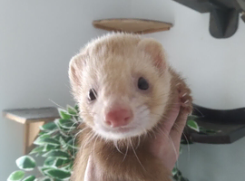 Micro ferret