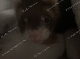 2 hob ferret kits