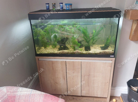 Free fish tank and fish