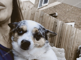 Chihuahua cross
